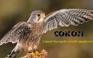 Обзор курса Сокол Андрея Копылова